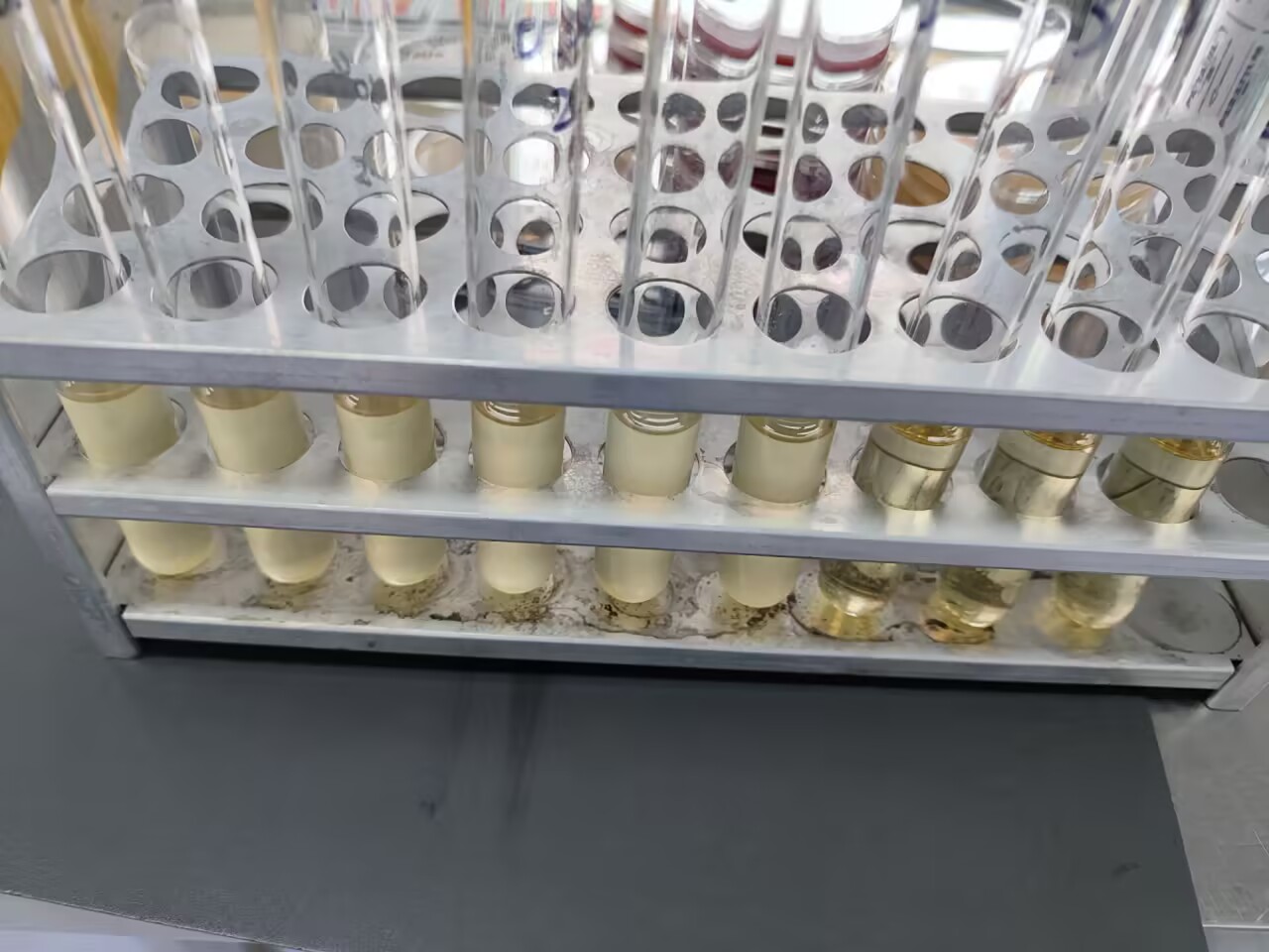 Vibrio parahaemolyticus Quality Control Sample for Food-BNCC