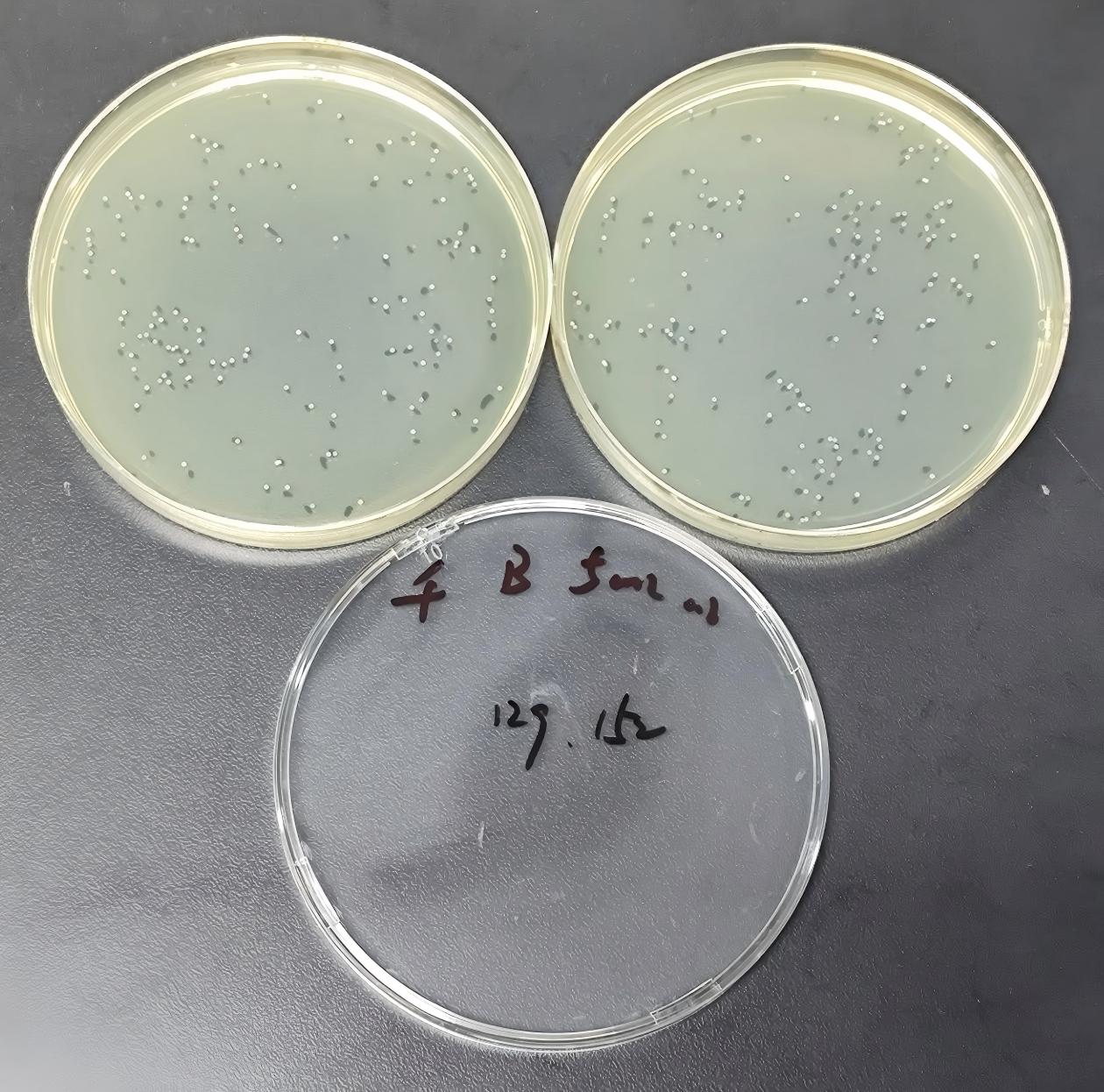 Quality control samples of Enterococcus in drinking water-BNCC