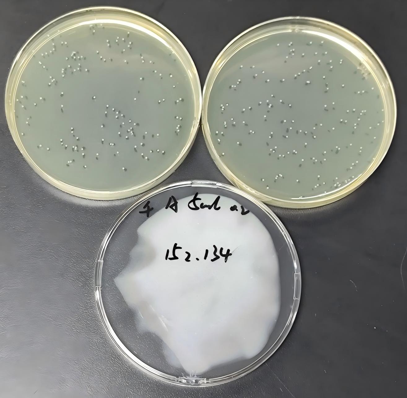 Quality control samples of Enterococcus in drinking water-BNCC