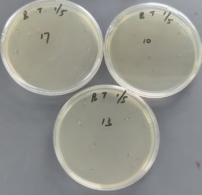 Drinking mineral water quality control samples of Pseudomonas aeruginosa-BNCC