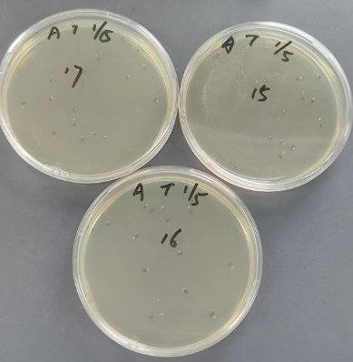 Drinking mineral water quality control samples of Pseudomonas aeruginosa-BNCC