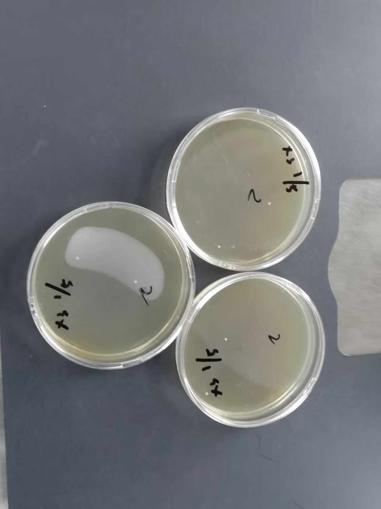 Drinking Mineral Water Fecal Streptococcus Quality Control Sample-BNCC
