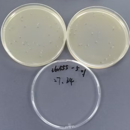 Quantitative strain of Fusarium-BNCC
