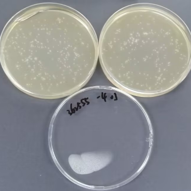 Quantitative strain of Fusarium-BNCC
