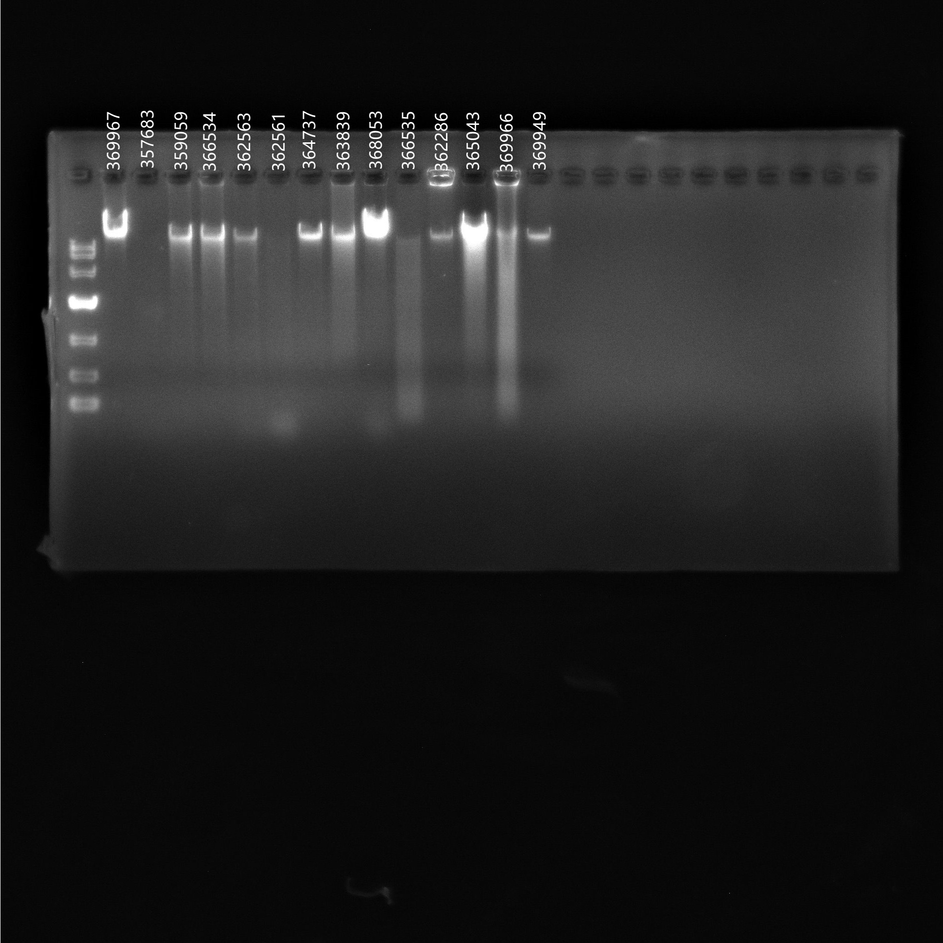 Genomic DNA of Haemophilus parainfluenzae-BNCC