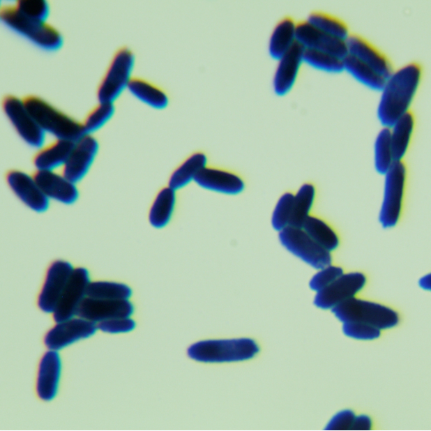 Pichia pastoris-BNCC