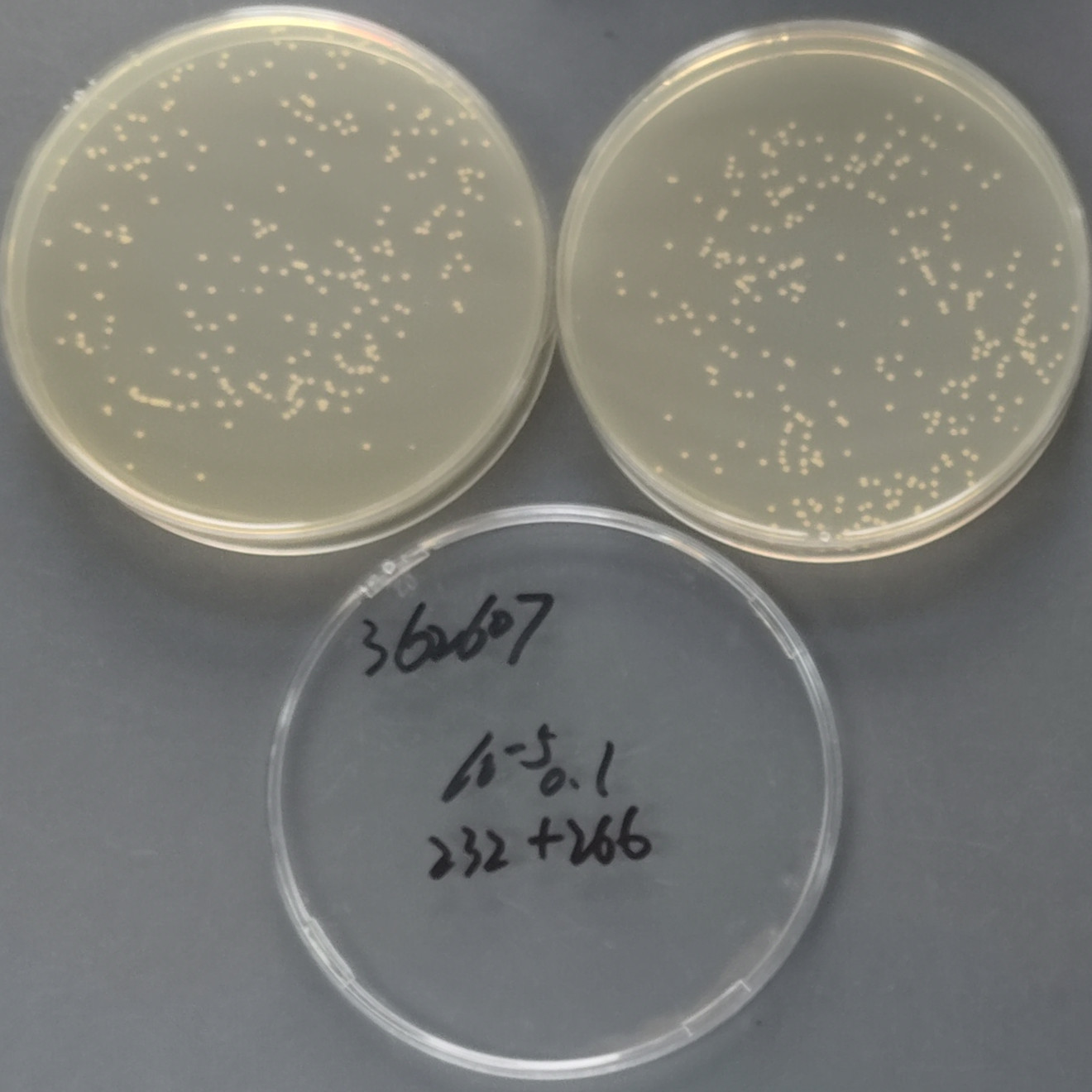 Cryptococcus neoformans-BNCC