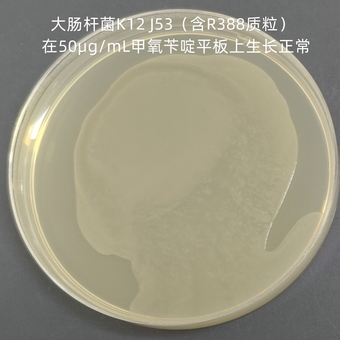 Escherichia coli K12 J53 (containing R388 plasmid)-BNCC
