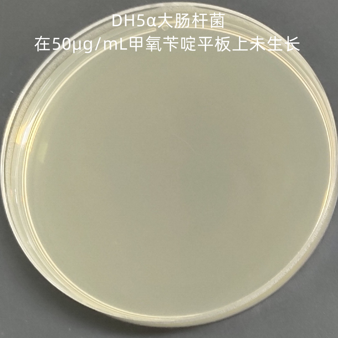 Escherichia coli K12 J53 (containing R388 plasmid)-BNCC