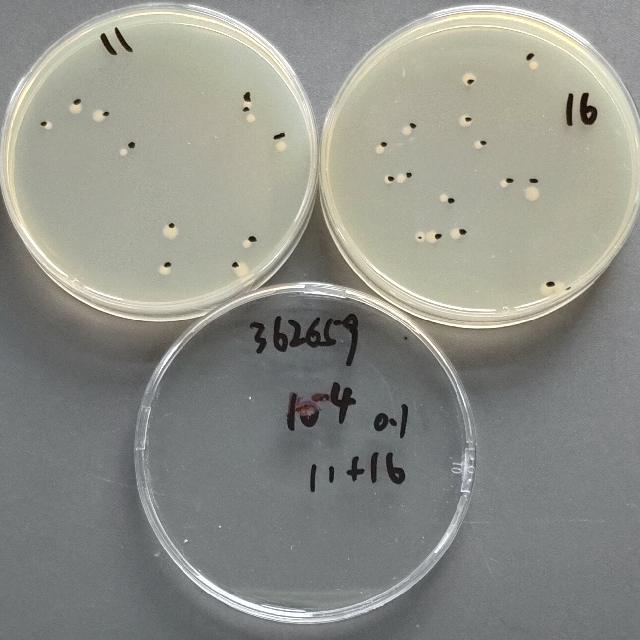 Quantitative strain of Escherichia coli-BNCC