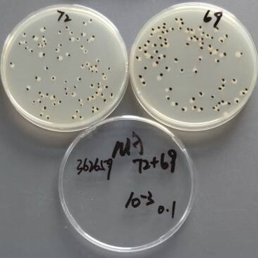 Quantitative strain of Escherichia coli-BNCC