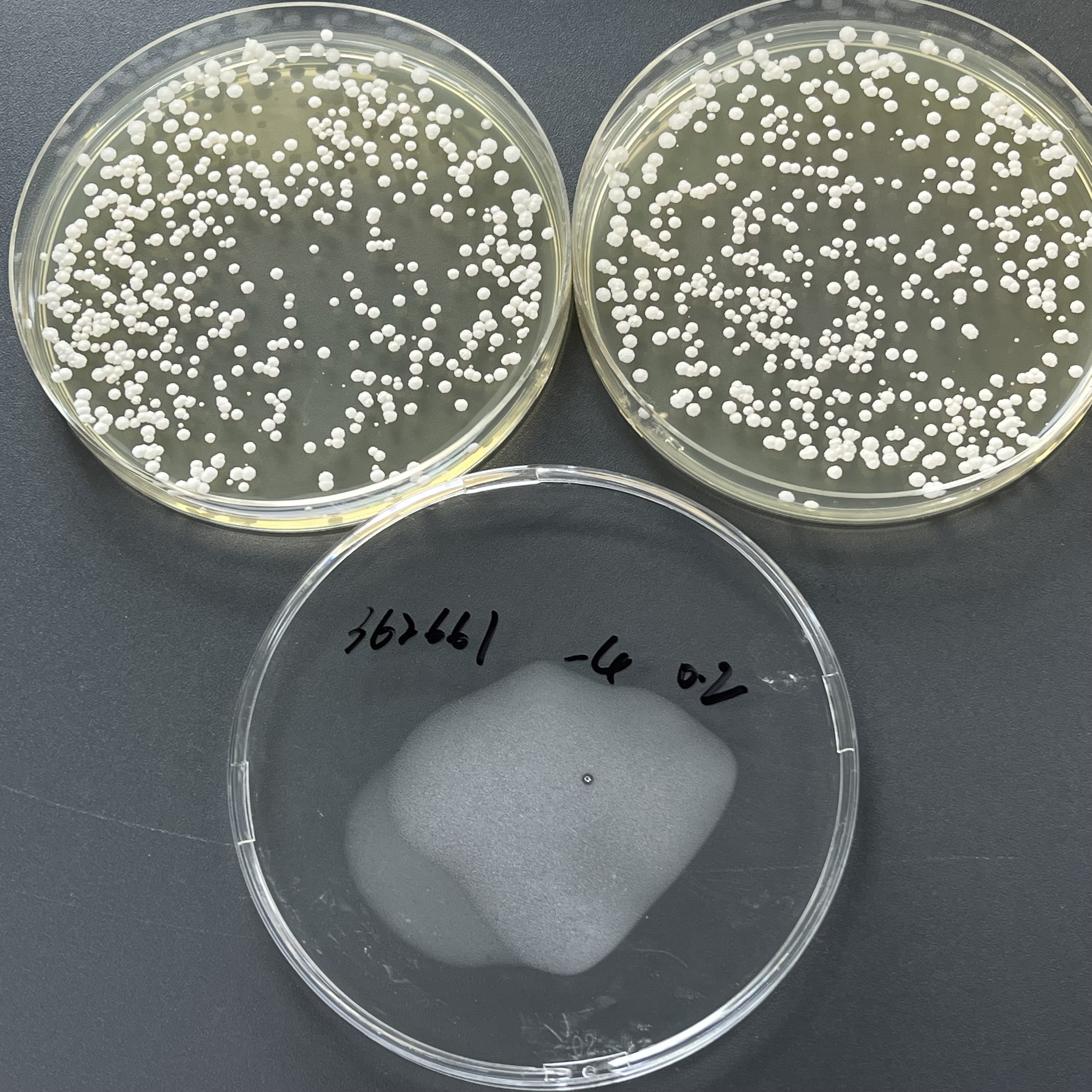 Oriental Isa Yeast Quantified Strain-BNCC