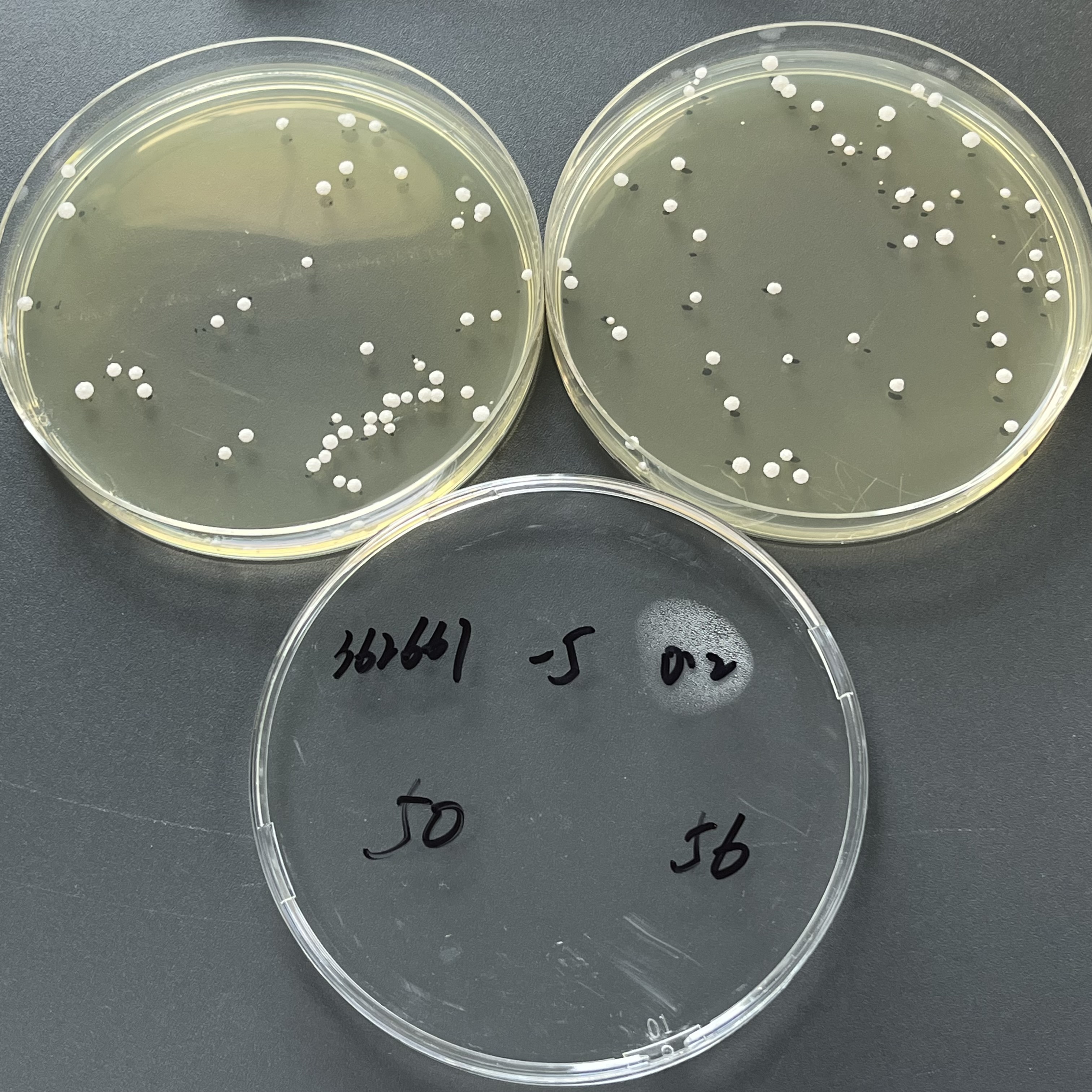 Oriental Isa Yeast Quantified Strain-BNCC