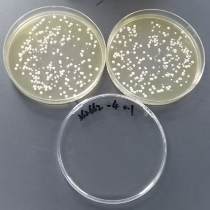 Quantitative strain of Candida albicans-BNCC