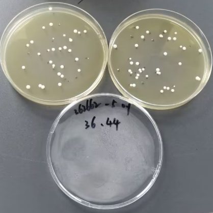 Quantitative strain of Candida albicans-BNCC