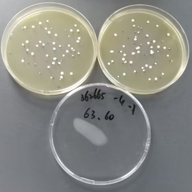 Quantitative strain of Candida albicans (Candida albicans)-BNCC