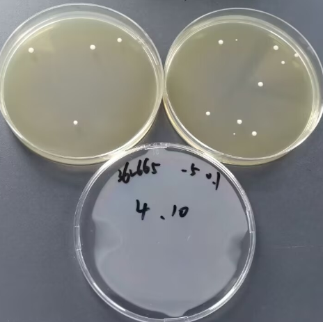 Quantitative strain of Candida albicans (Candida albicans)-BNCC