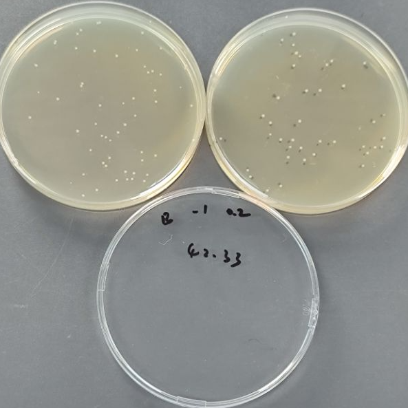 Quantitative strain of Vibrio parahaemolyticus-BNCC