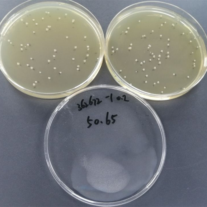 Quantitative strain of Stenotrophomonas maltophilia-BNCC