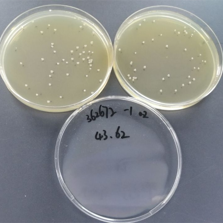 Quantitative strain of Stenotrophomonas maltophilia-BNCC