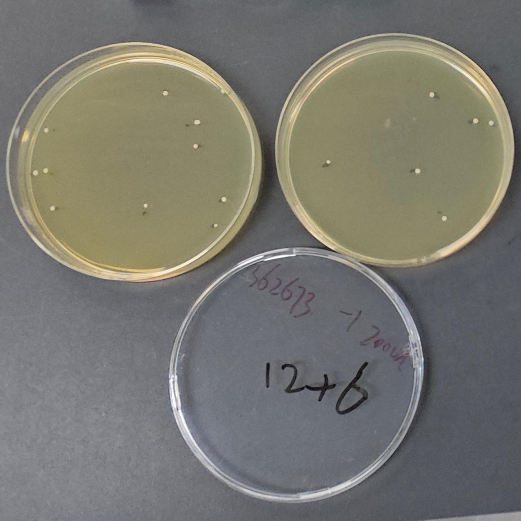 Staphylococcus aureus subspecies aureus Quantitative Strain-BNCC
