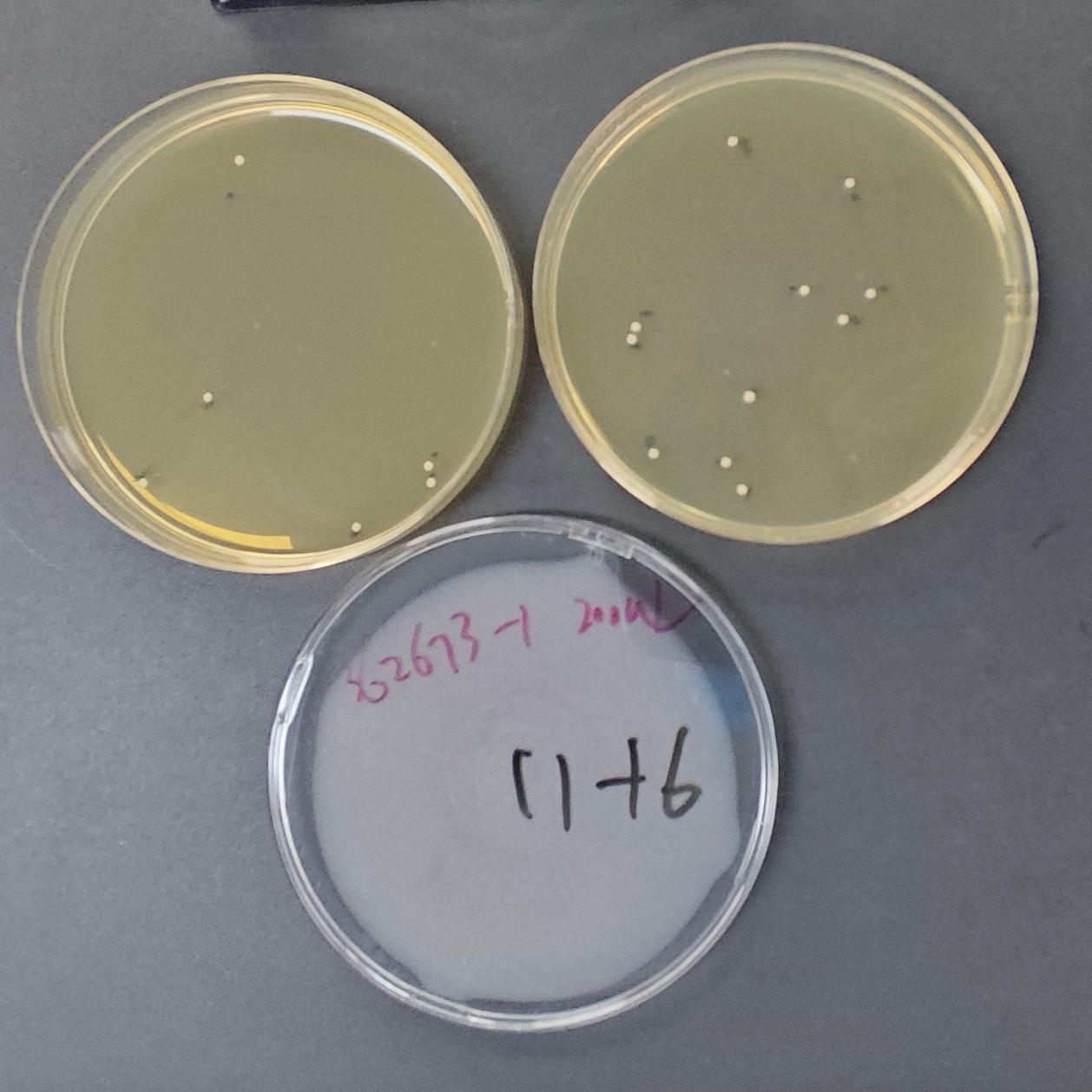 Staphylococcus aureus subspecies aureus Quantitative Strain-BNCC