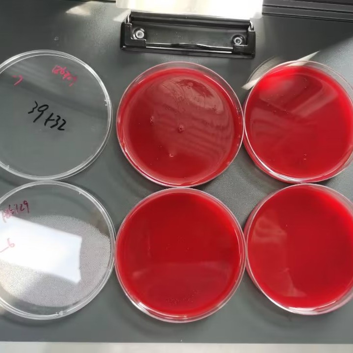 Etching Acinetobacter baumannii nucleic acid reference substance (Heat-inactivated) (strongly positive)-BNCC