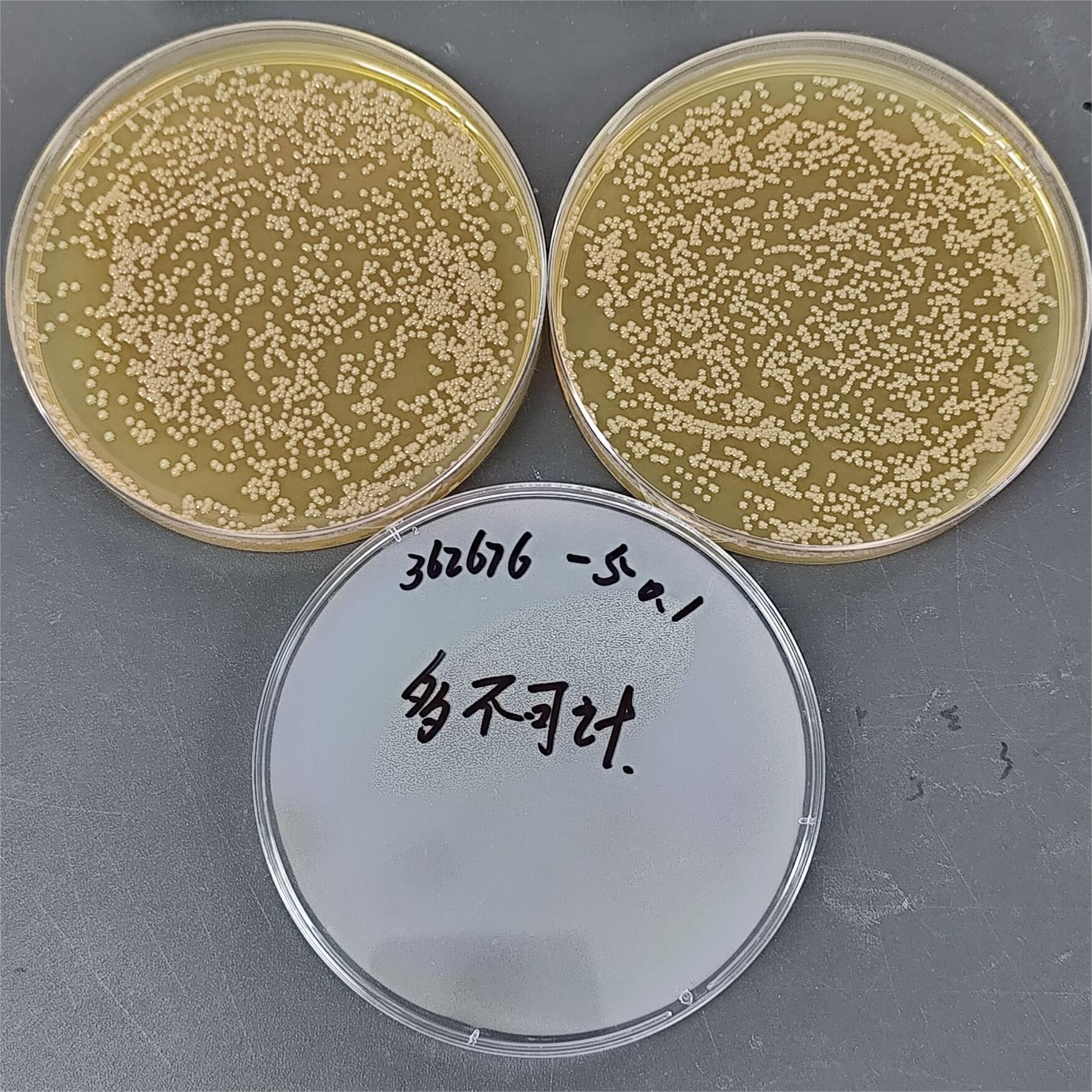 Brucella aeruginosa-BNCC