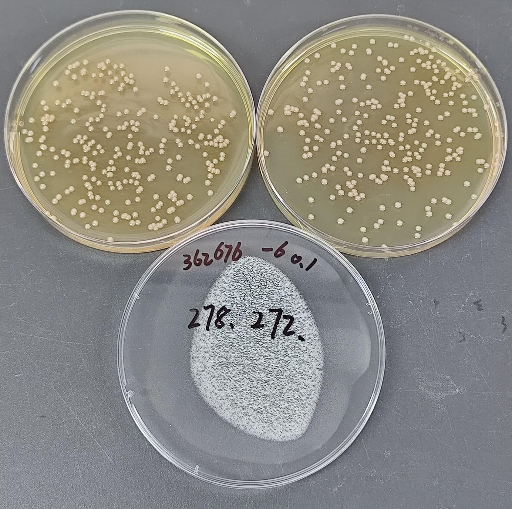Brucella aeruginosa-BNCC