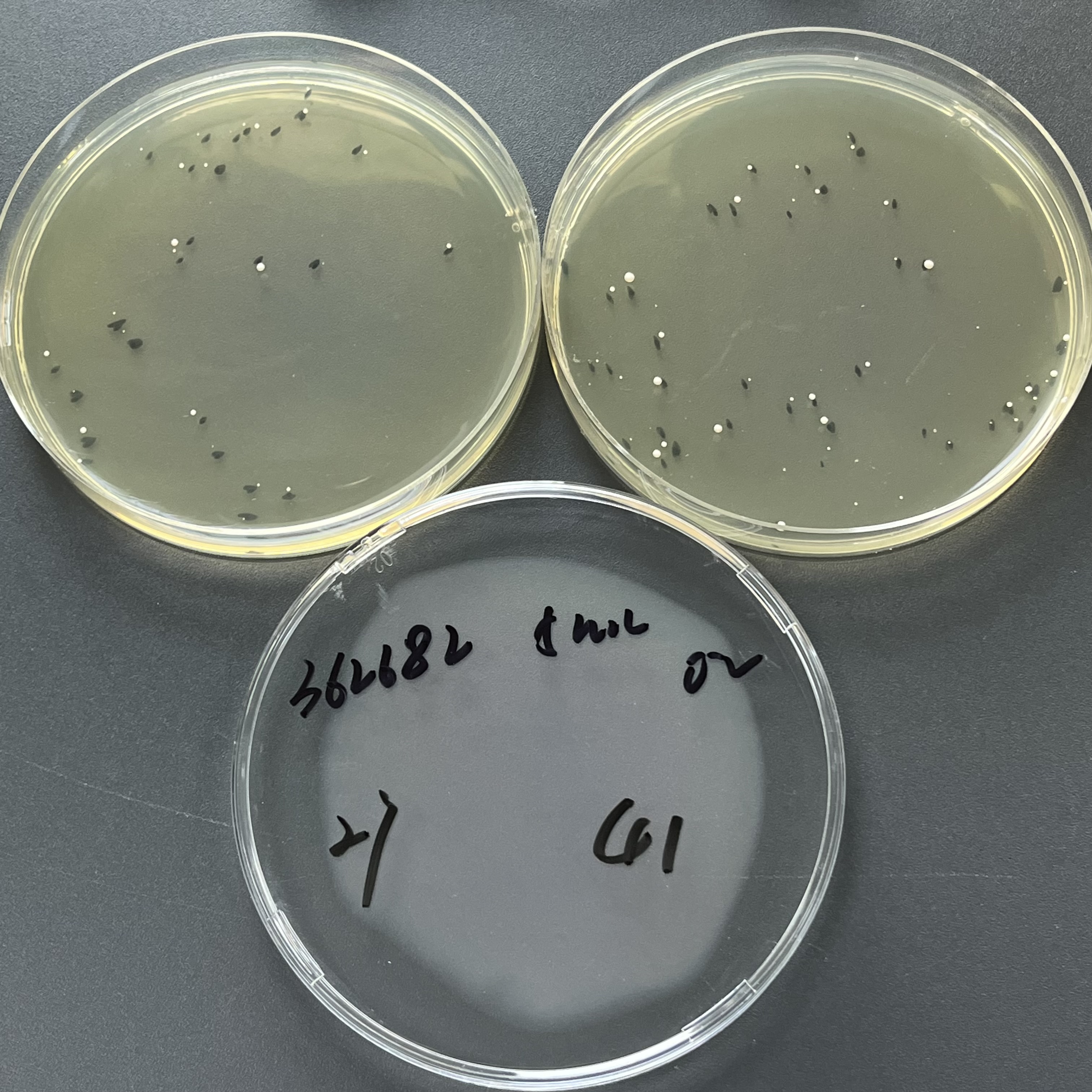 Quantitative strain of Candida tropicalis-BNCC