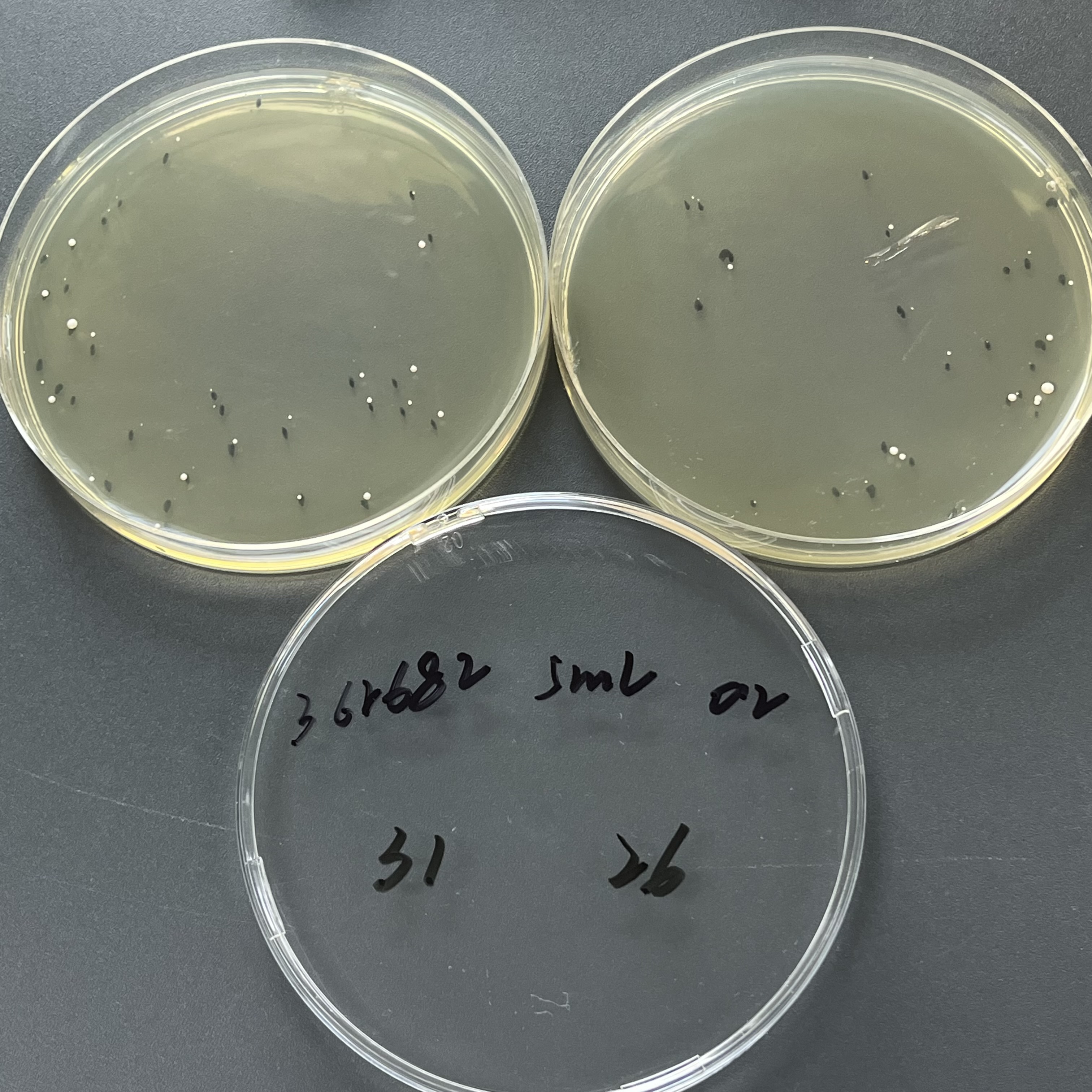 Quantitative strain of Candida tropicalis-BNCC