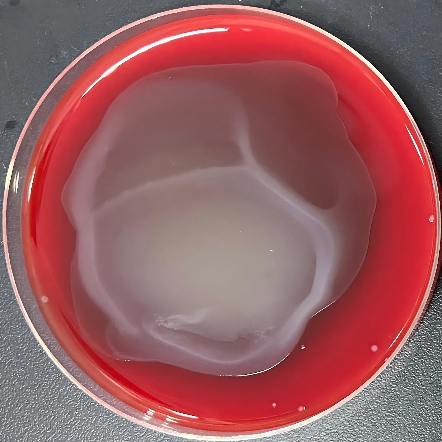 Streptococcus thermophilus-BNCC