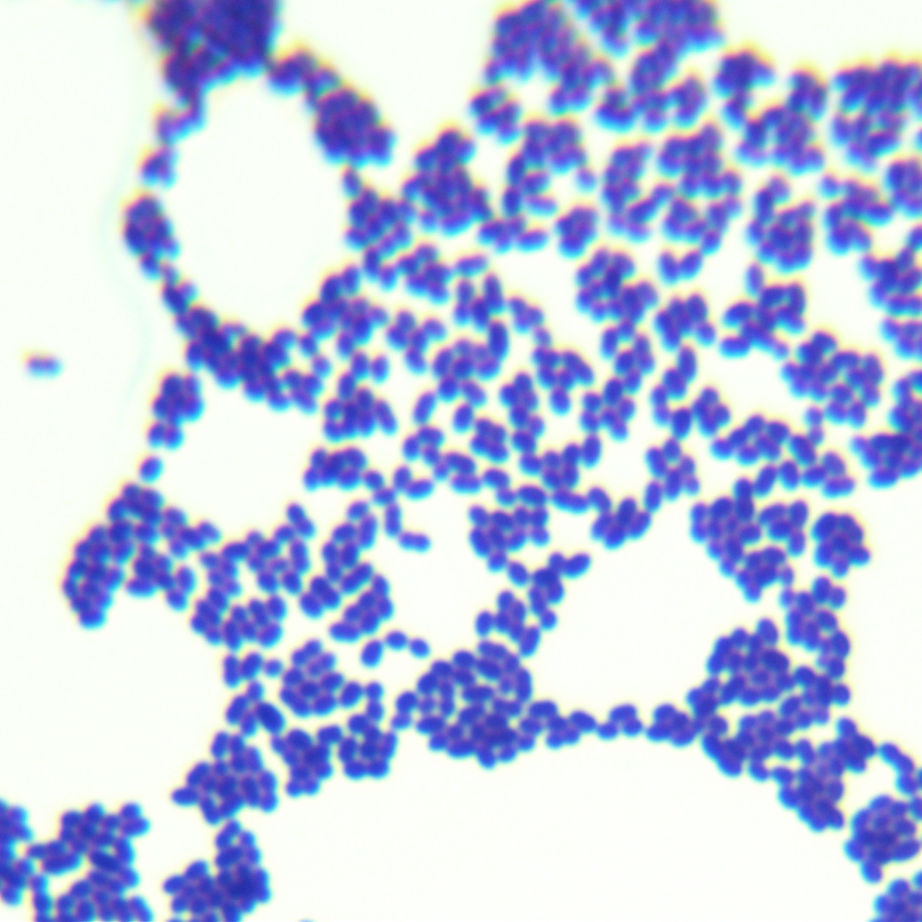 Streptococcus thermophilus-BNCC