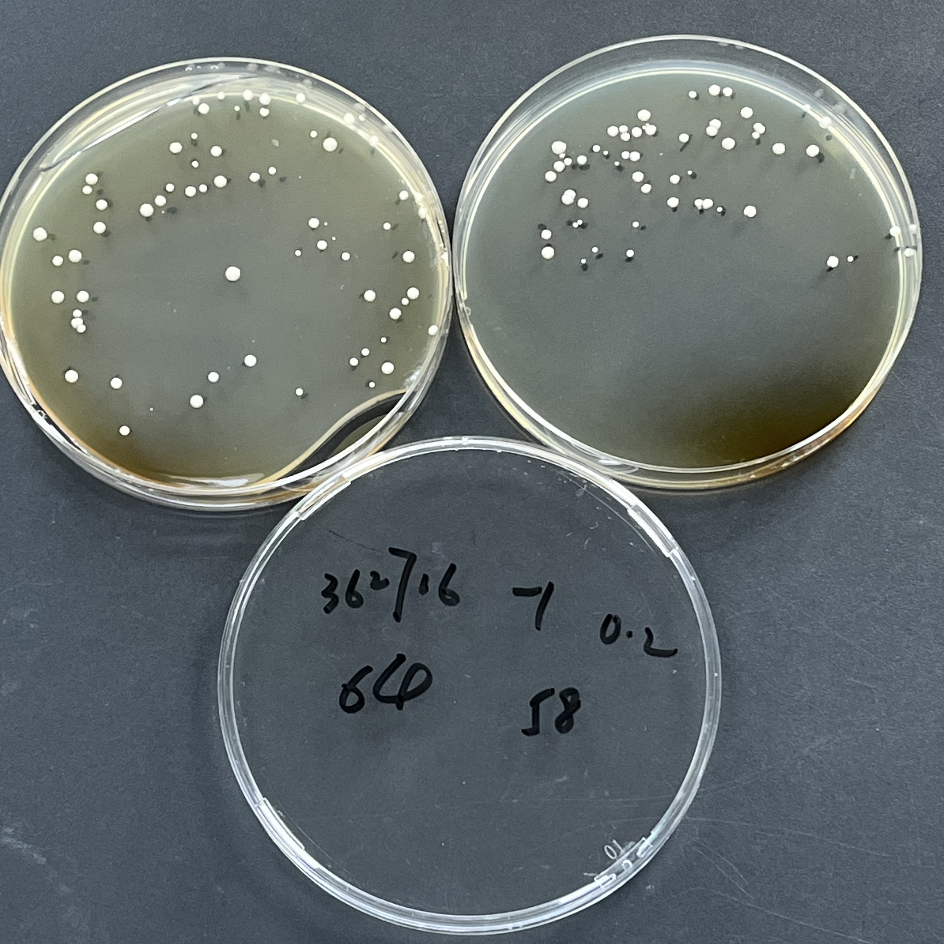 Quantitative Saccharomyces cerevisiae Strain-BNCC