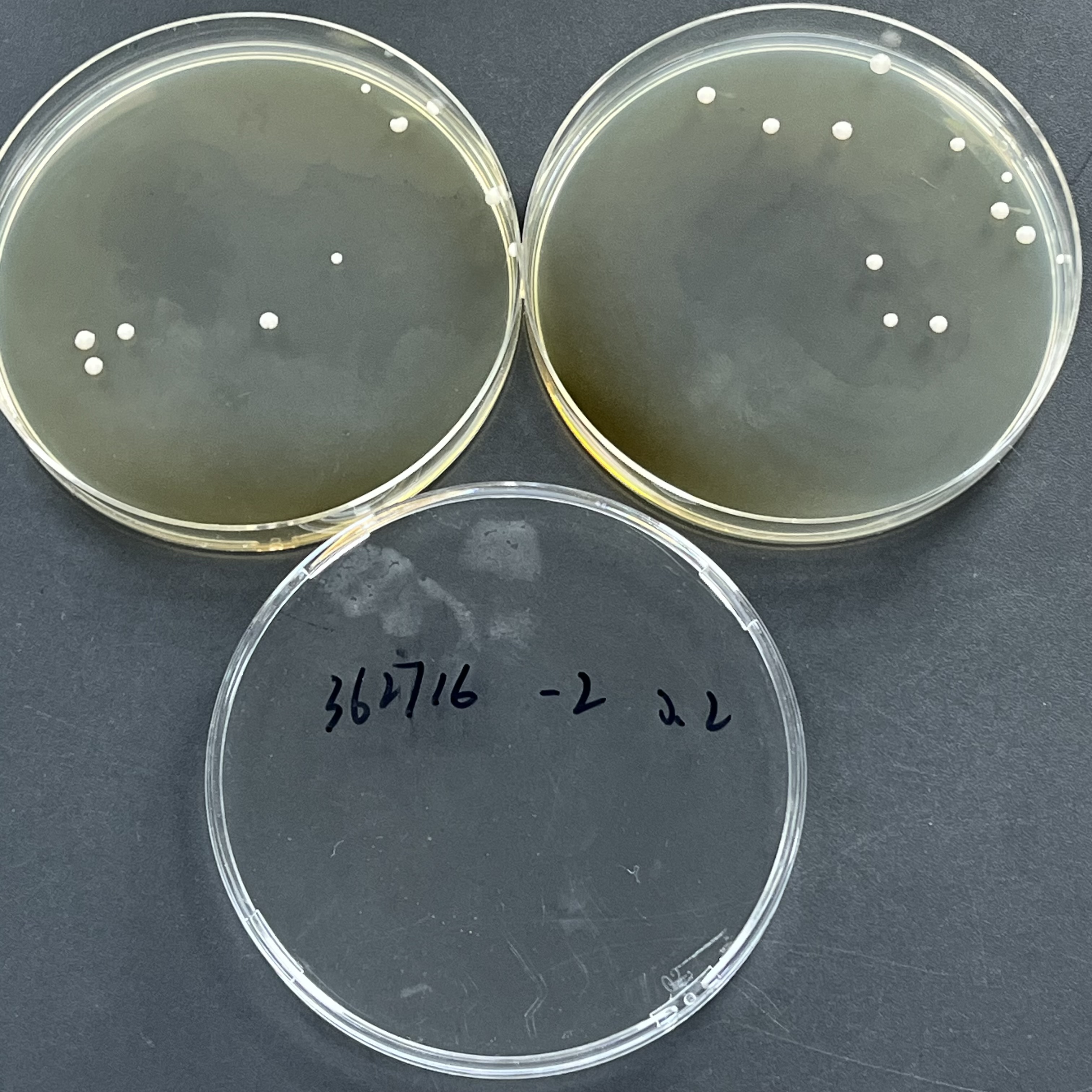 Quantitative Saccharomyces cerevisiae Strain-BNCC