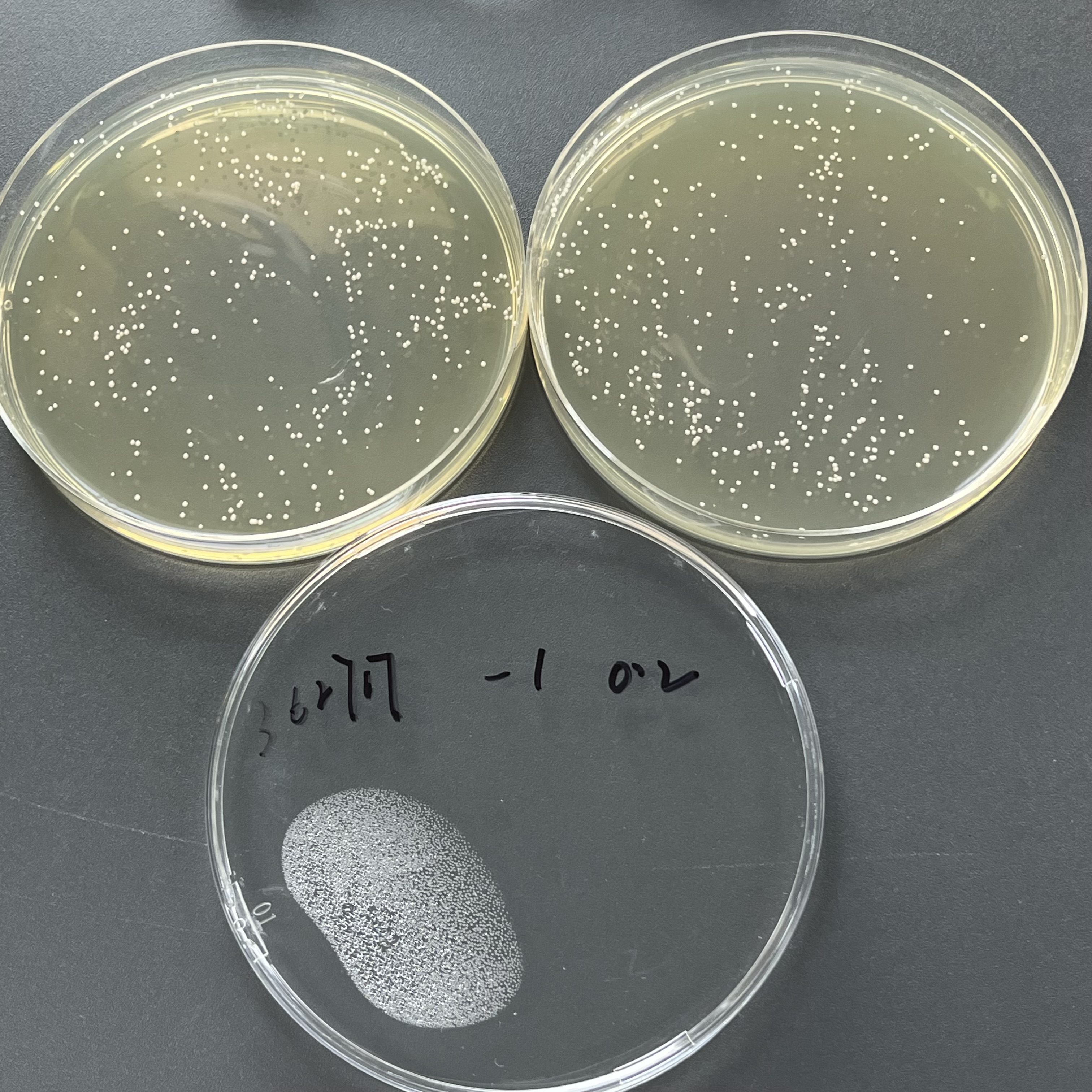 Novel Cryptococcus neoformans H99 Quantitative Strain-BNCC
