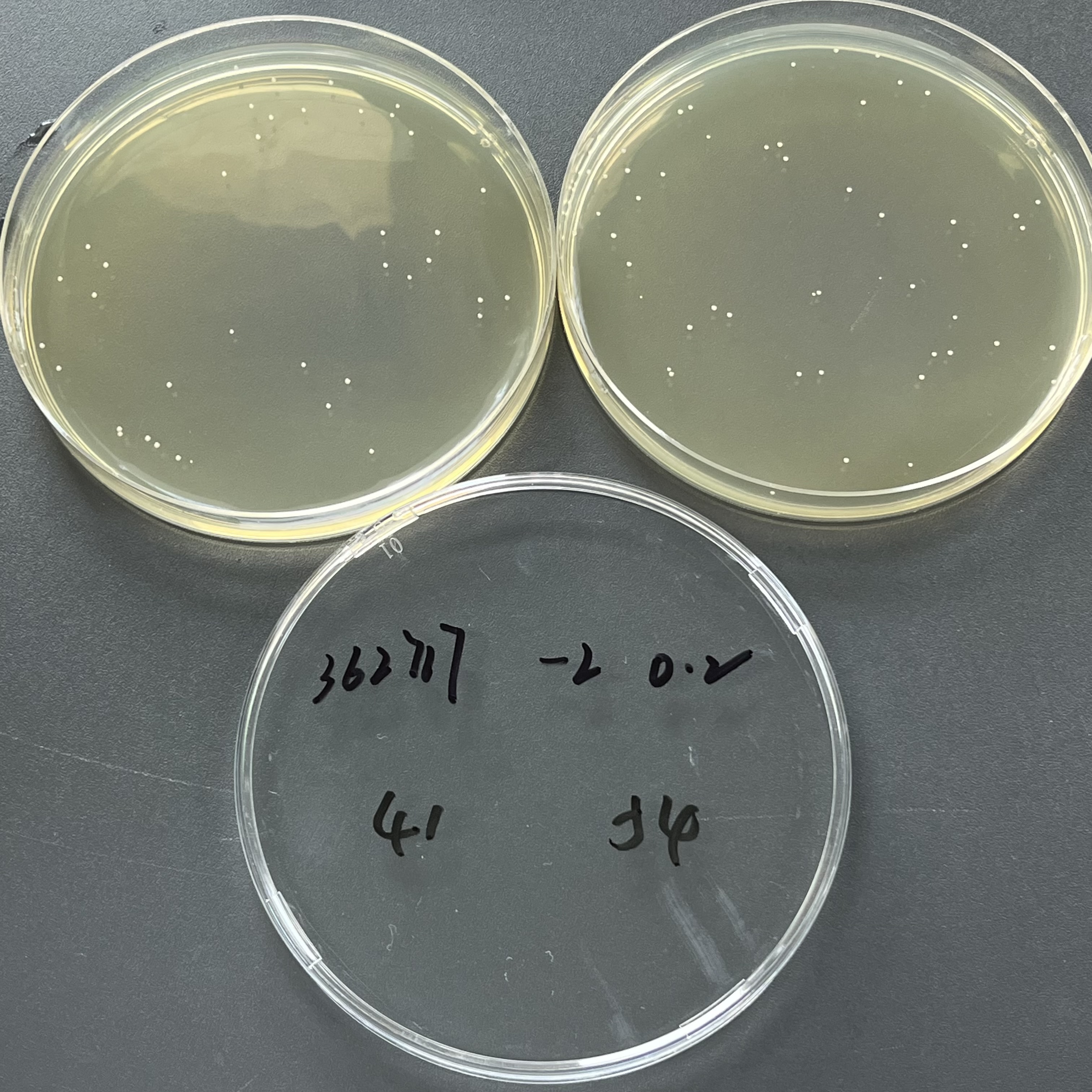 Novel Cryptococcus neoformans H99 Quantitative Strain-BNCC
