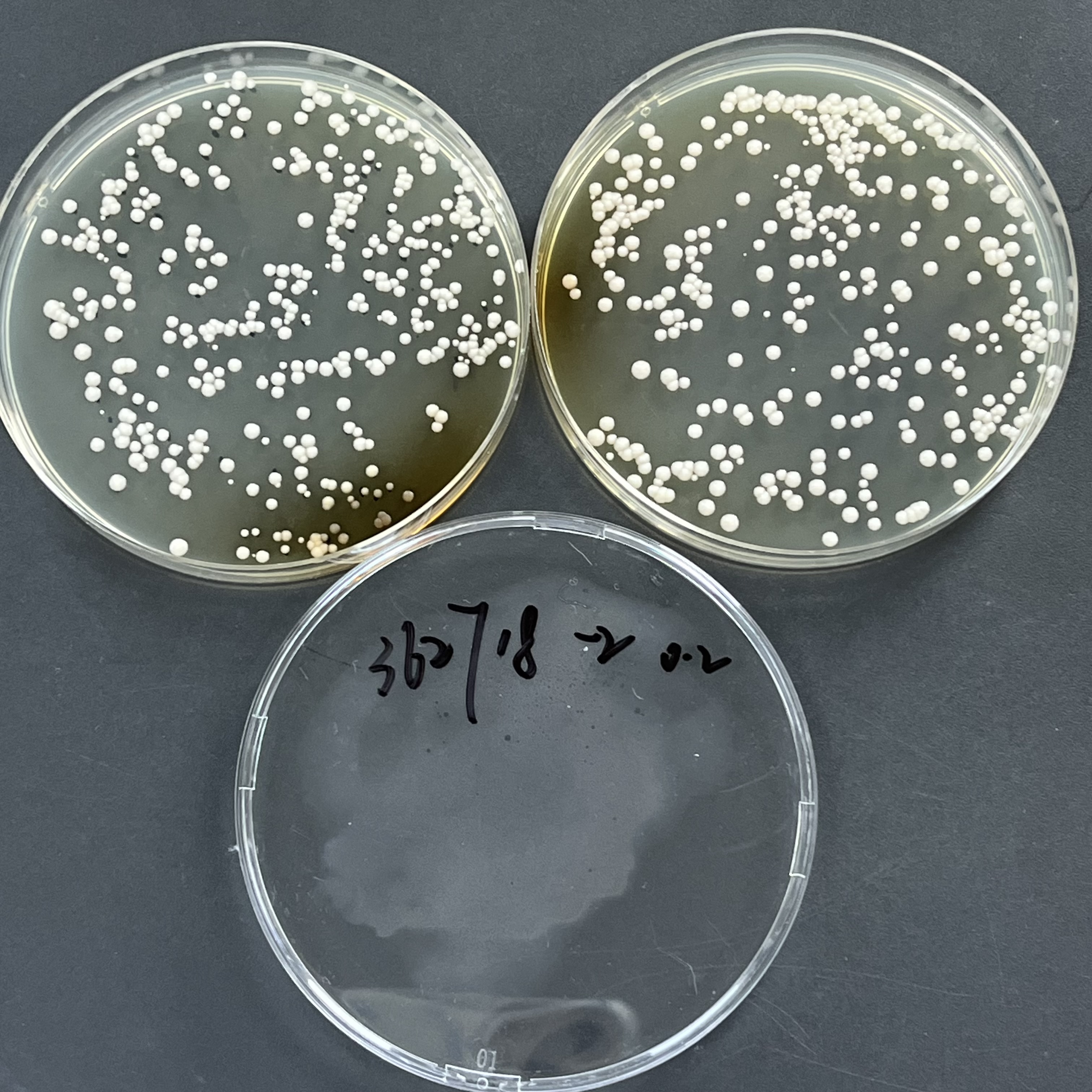 Candida auris Quantified Strain-BNCC