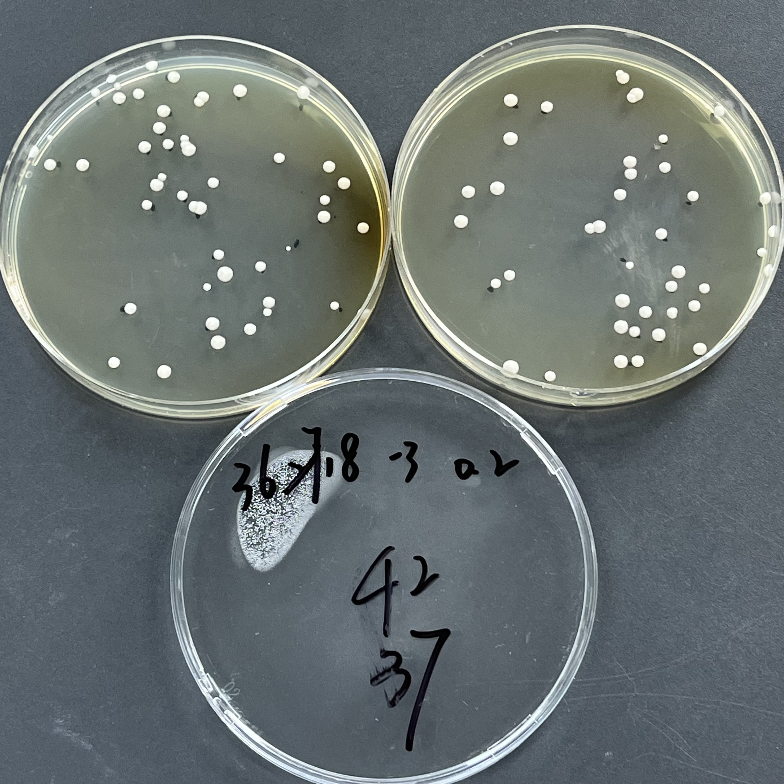 Candida auris Quantified Strain-BNCC