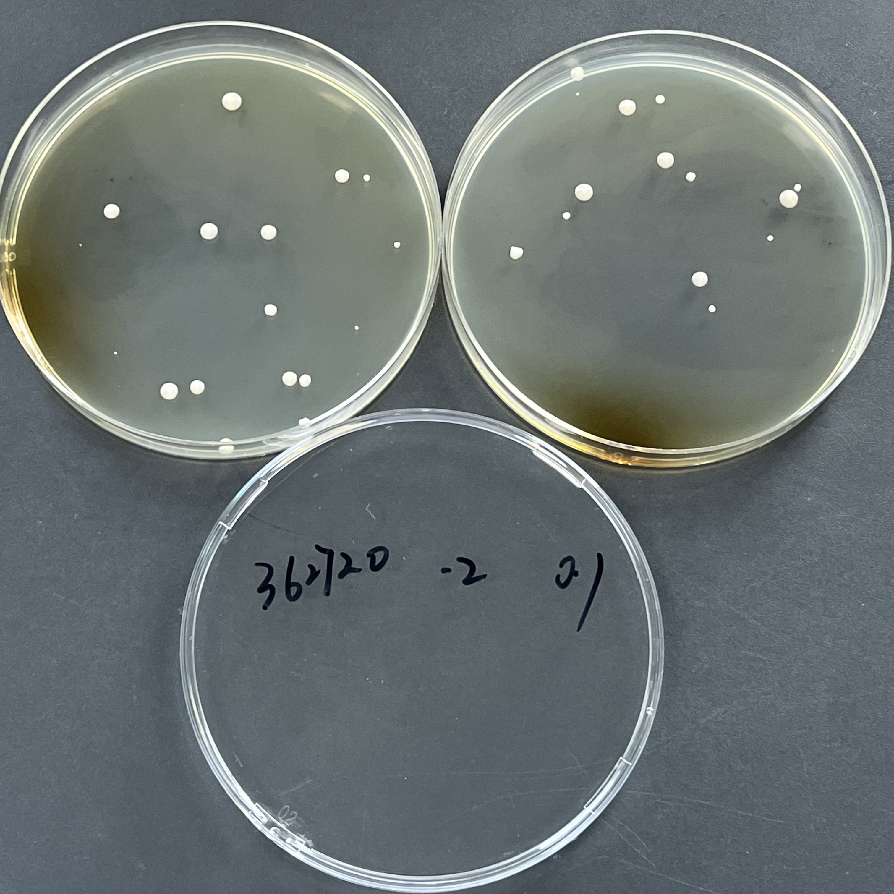 Kudriav Yeast Quantitative Strain-BNCC