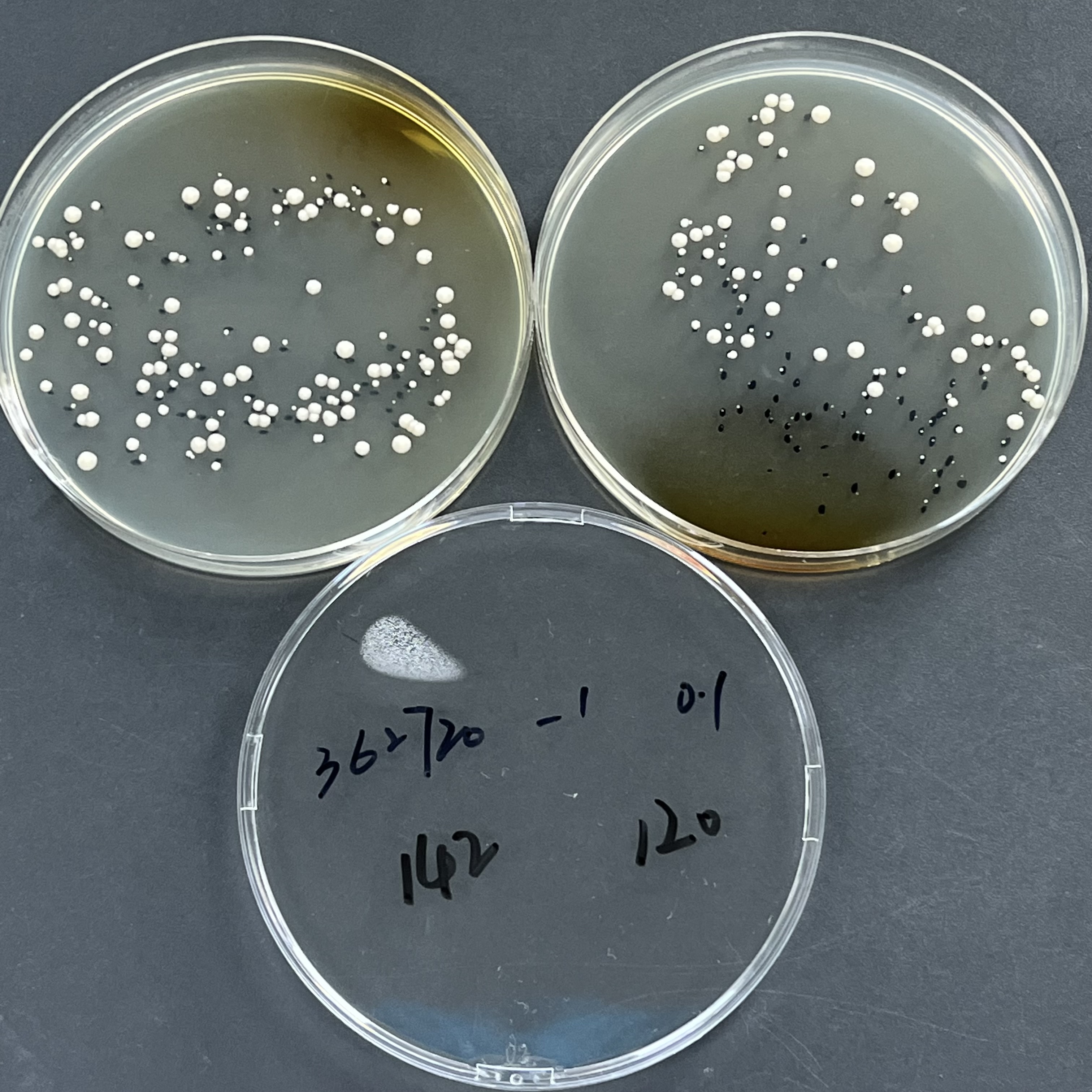Kudriav Yeast Quantitative Strain-BNCC