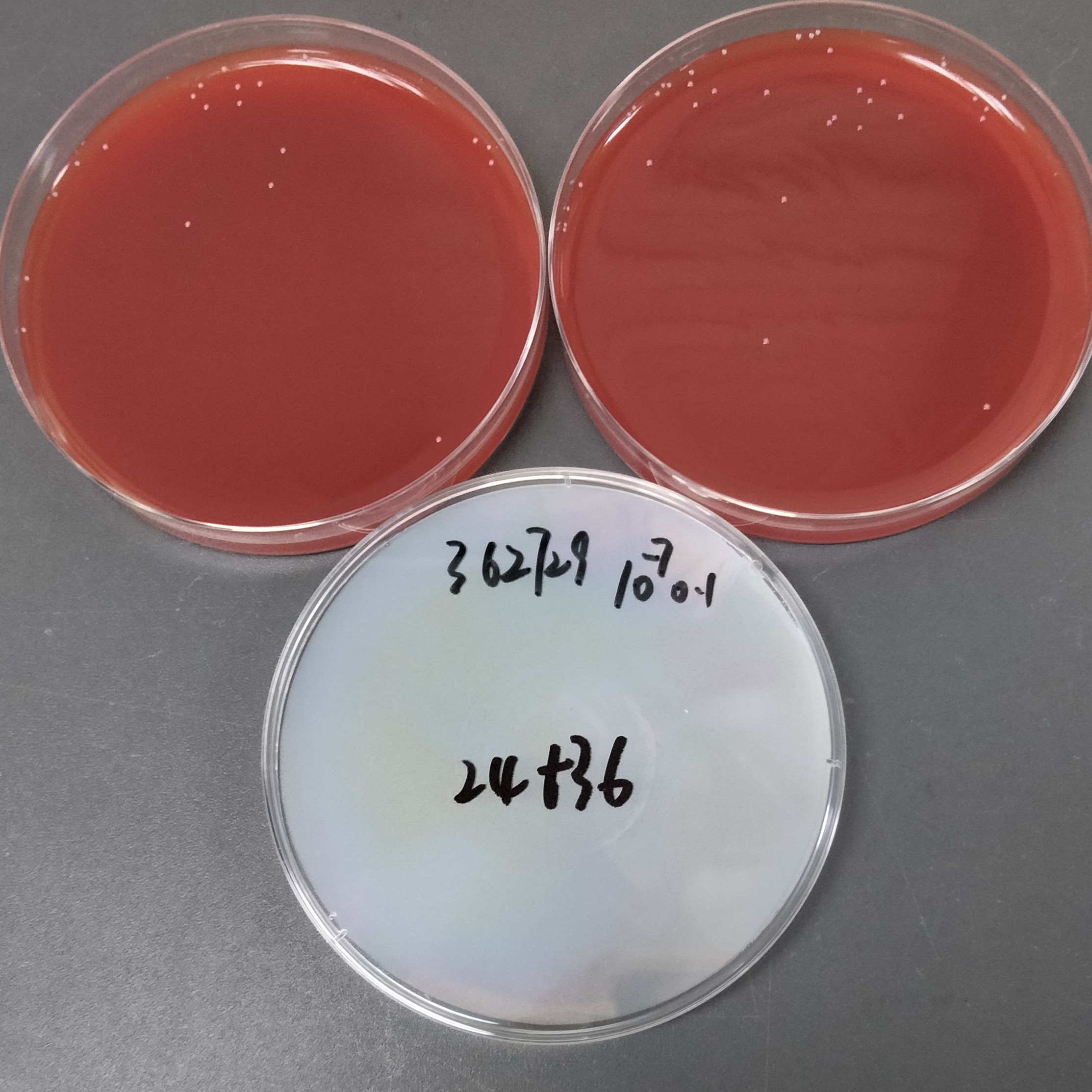 Streptococcus agalactiae-BNCC