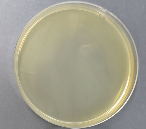 Bacillus cereus nucleic acid reference substance (Heat-inactivated) (strongly positive)-BNCC