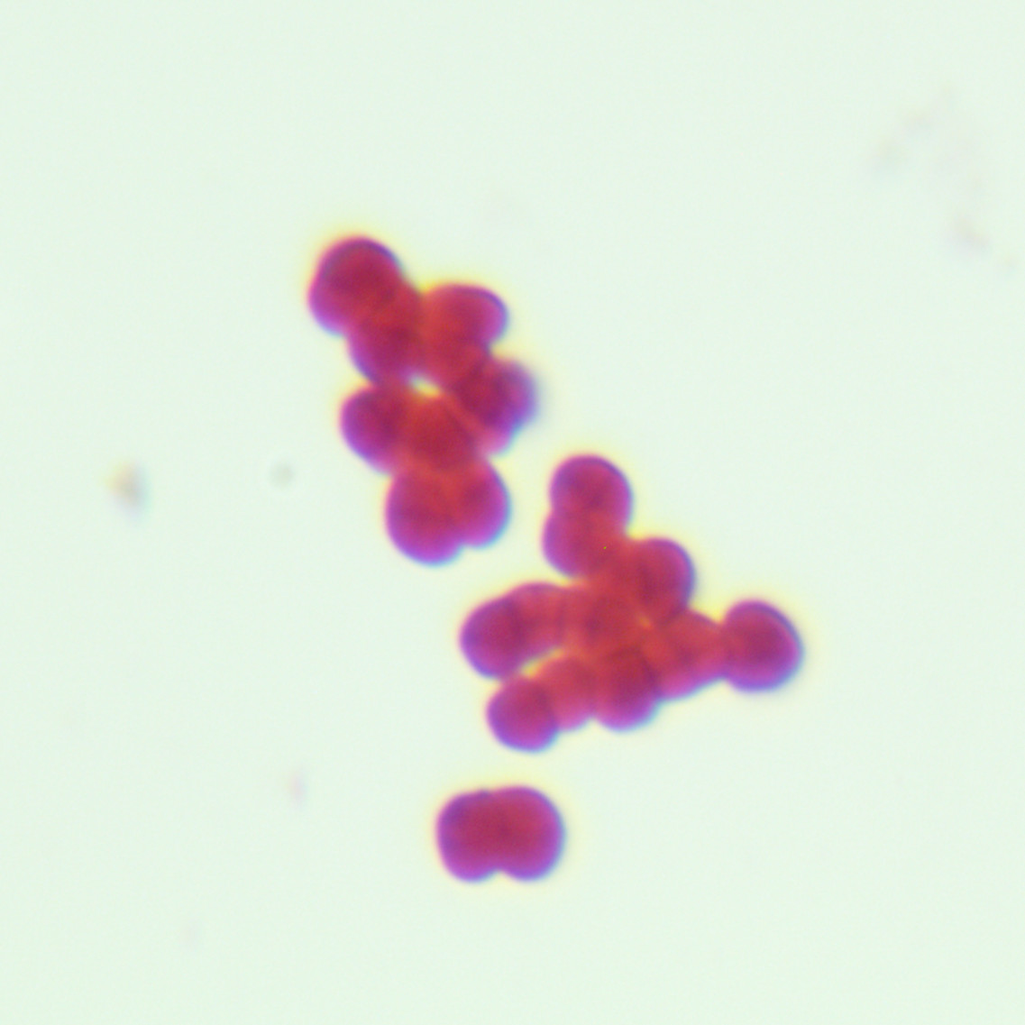 Methanococcus faecalis-BNCC