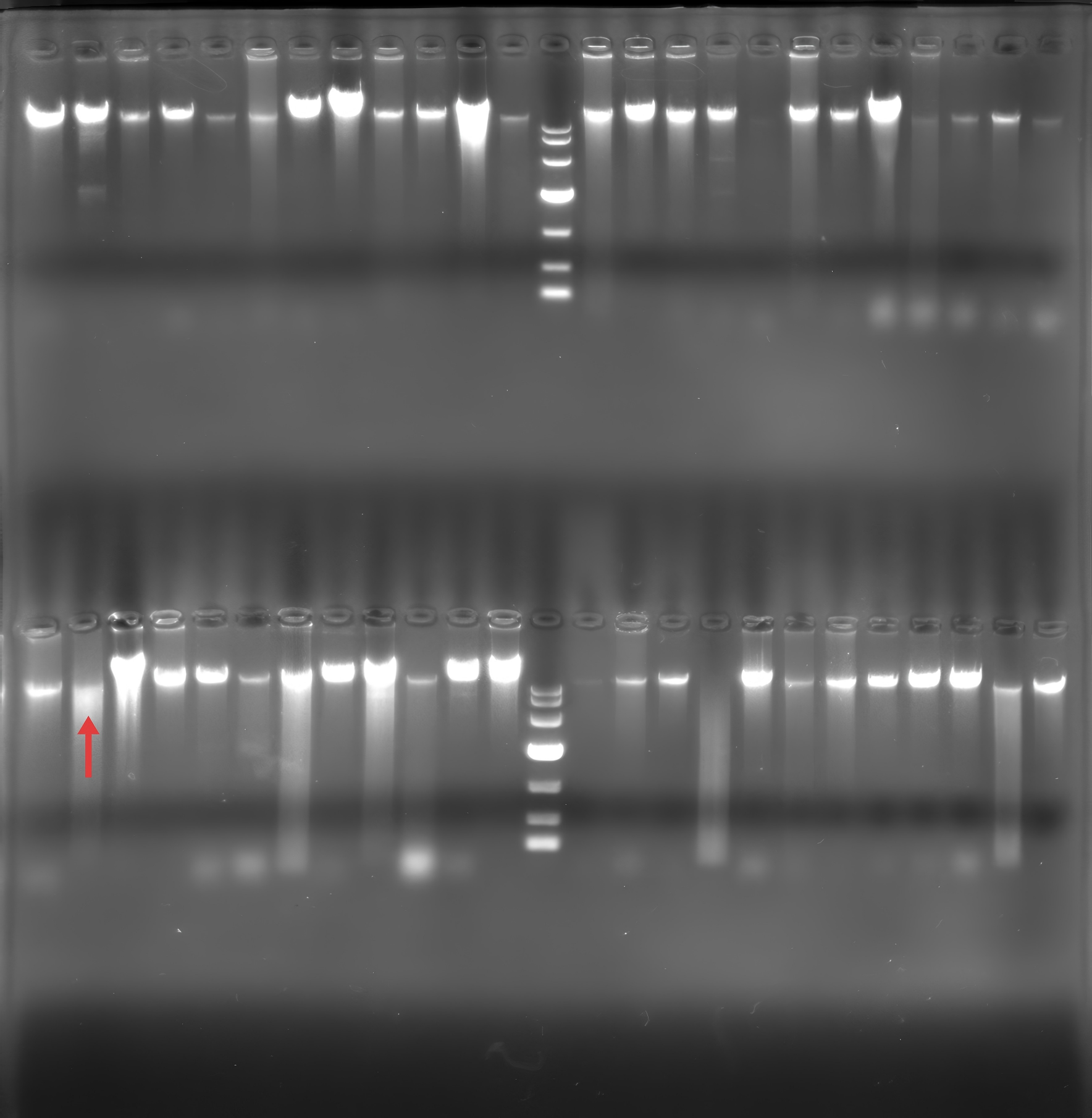 Genomic DNA of Streptococcus pneumoniae-BNCC