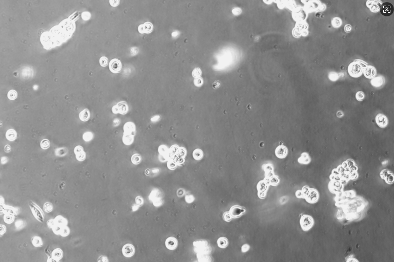 Human Herpesvirus 1-BNCC