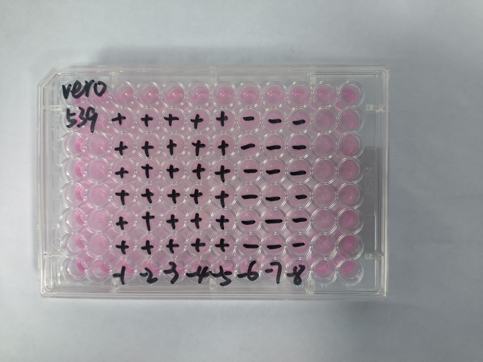 Human Herpesvirus 1-BNCC