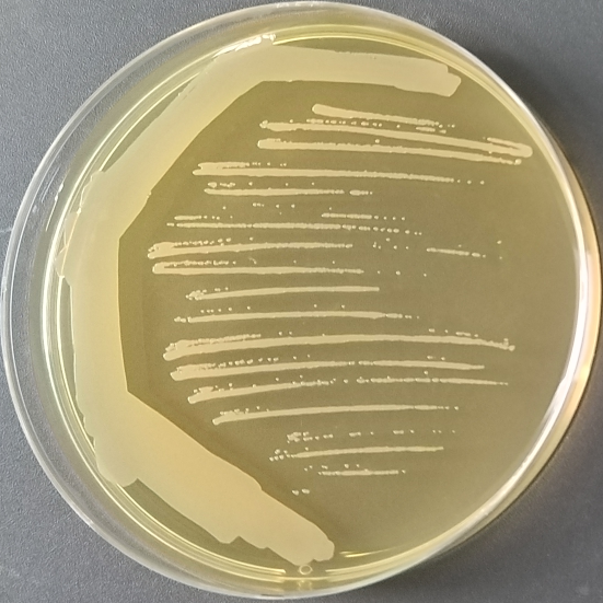 Suwein Streptomyces-BNCC