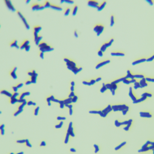 Suwein Streptomyces-BNCC
