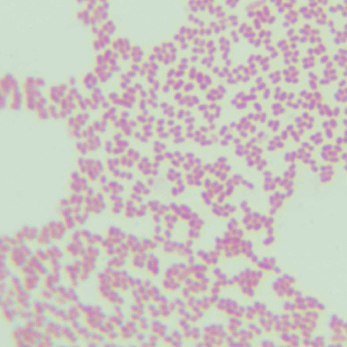 Shigella Asai-BNCC